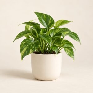 Lucky Plant